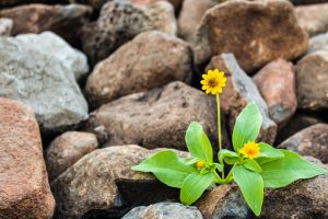 Eine Blume wächst auf Stein, als Symbol für Lebensfreude.
